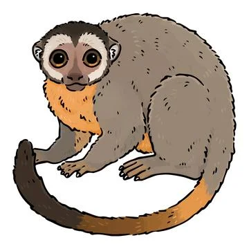 Simple illustration of cute Night Monkey Illustration