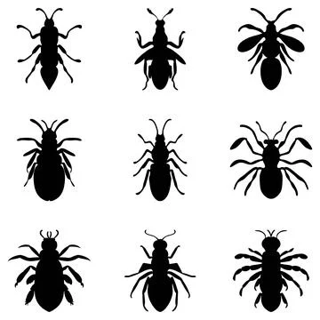 Simple insect illustration design set Stock Illustration