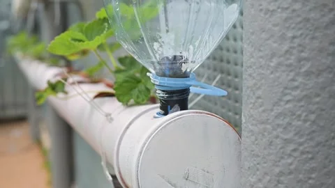 A simple irrigation system made from a plastic bottle attached to pipes. The Vidéo 344670197