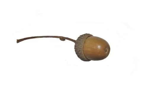Simple isolated acorn Stock Photos
