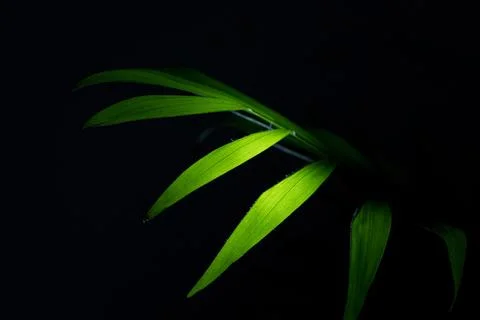 Simple Leaf Wallpaper Stock Photos