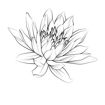 Simple lily pad drawing, simple easy water lily drawing, water lily drawing Stock Illustration