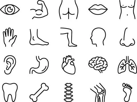 Simple line art icon set of human body parts and organs. Stock Illustration