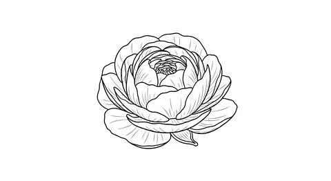 Simple line art rose flower Stock Illustration