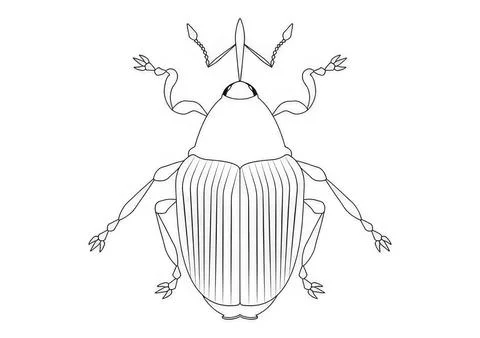 Simple line drawing of a beetle insect on white background イラスト素材