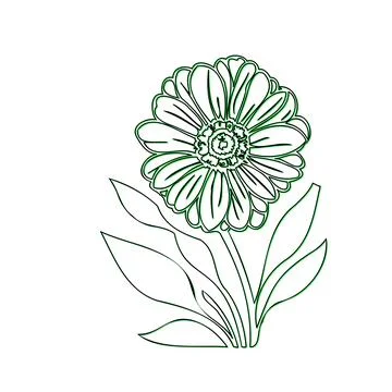 Simple Line Drawing of a Daisy Flower Stock Illustration