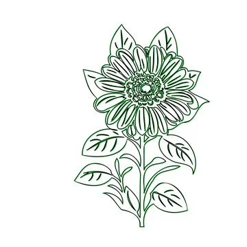 Simple line drawing of a daisy flower Stock Illustration
