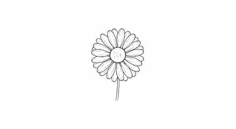 Simple line drawing of a dandelion flower Stock Illustration