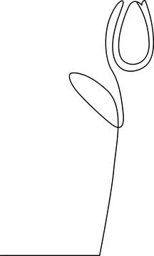 Simple line drawing of a dandelion seed head Vector Stock-Illustration