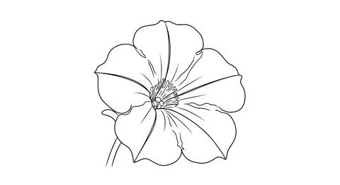 Simple line drawing of a flower Stock Illustration