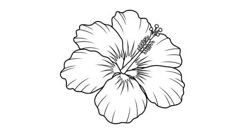 Simple line drawing of a hibiscus flower Stock Illustration
