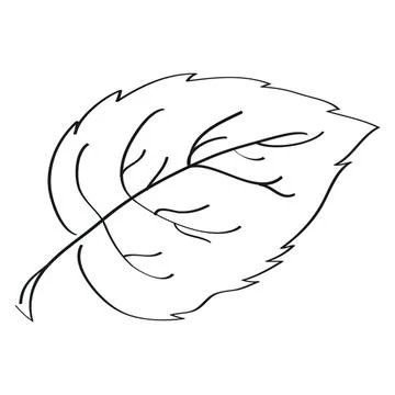 Simple line drawing of a leaf with detailed veins Stock Illustration