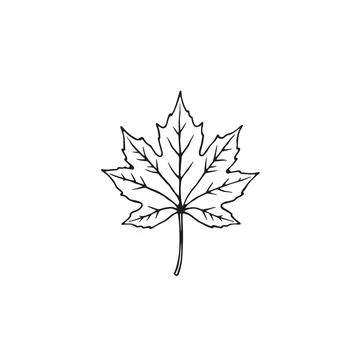 Simple Line Drawing Of A Maple Leaf Outline Stock Illustration