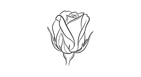 Simple line drawing of a rose Stock Illustration