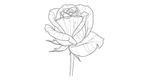 Simple line drawing of a rose Stock Illustration