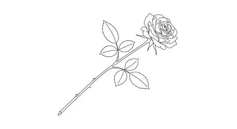Simple line drawing of a rose Stock Illustration