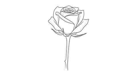 Simple line drawing of a rose Stock Illustration