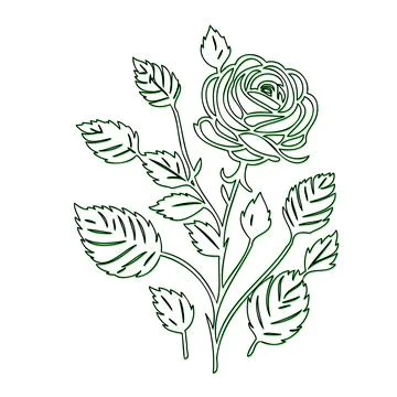 Simple Line Drawing of a Rose with Leaves 스톡 일러스트