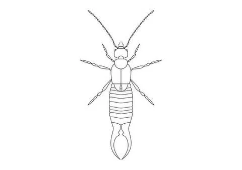 Simple line drawing of a termite insect on white background イラスト素材