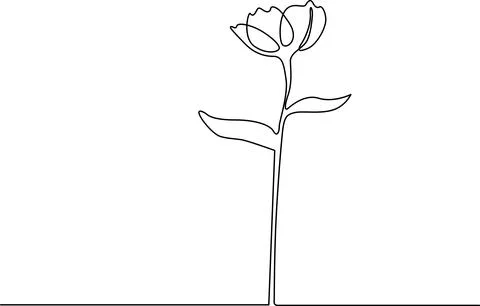 Simple line drawing of a tulip flower on a stem Vector Stock Illustration