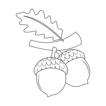 Simple line drawing of two acorns with leaf and cap Stock Illustration