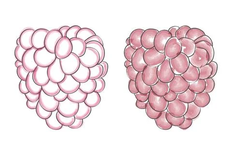 Simple line drawings raspberry in two variations Stock Illustration