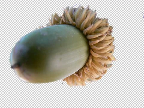 Simple Macro image of an Acorn Isolated without background Stock Photos