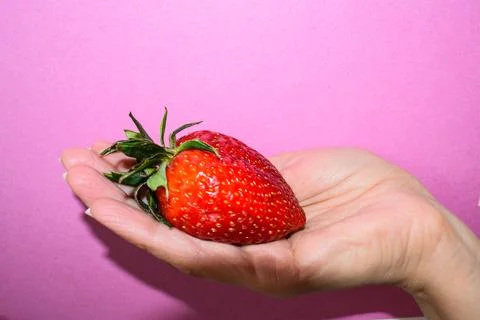 Simple Macro Shot of Woman's Hand Holding Big Ripe Strawberry on  Background Stock Photos