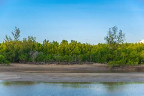 Simple mangrove forest Stock Photos
