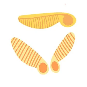 Simple maple seeds design in yellow tones, ideal for nature-inspired educational Stock Illustration