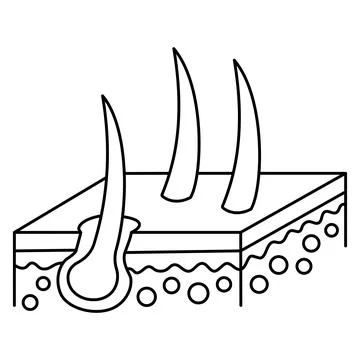 Simple minimal outline icon of the isometric section of human skin with hair  Stock Illustration