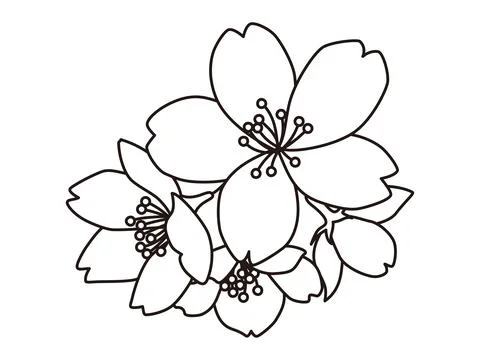 A simple monochrome line drawing of cherry blossoms that can be used as a f.. Stock Illustration