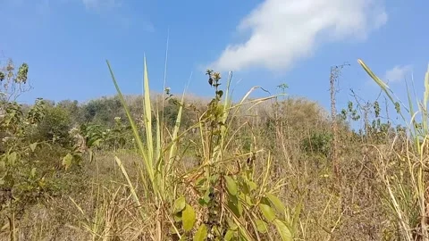 Simple natural panorama with yellowing grass. Stock Footage 340057947