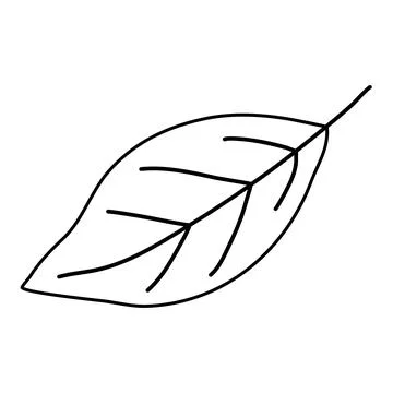 Simple not serrated leaf, doodle style flat vector outline for coloring book Stock Illustration