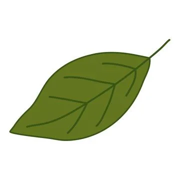 Simple not serrated leaf, walnut leaf, vector Stock Illustration