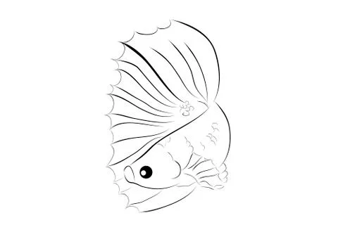 Simple Outline Vector Betta or siamese fighting fish , on Whitebackground Stock Illustration
