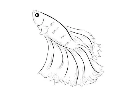 Simple Outline Vector Betta or siamese fighting fish, Giant Half Moon, on Whi Stock Illustration