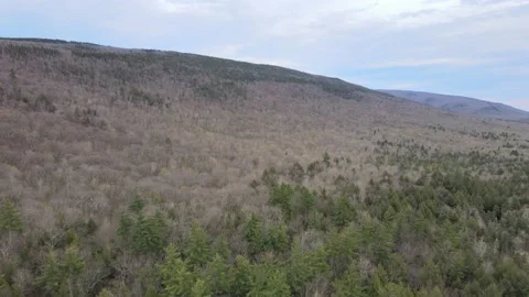 Simple over forest drone shots Stock Footage