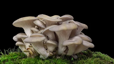 Simple oyster mushroom on a black background, time lapse, growing mushrooms Stock Footage 261589898