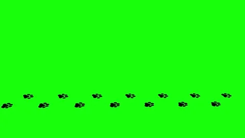 Simple paw steps Video stock 274306699