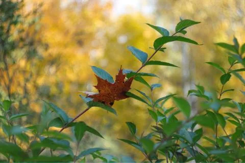 Simple photo background pattern of dead leaf on the green bush bunch Stock Photos