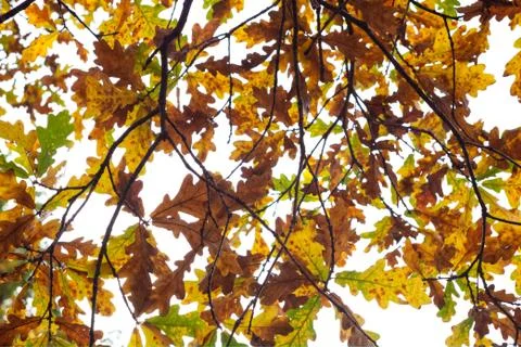 Simple photo background pattern of dead orange leavs on dry tree branches Stock Photos