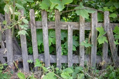 Simple photo background pattern of dozen wooden fence with green bush Stock Photos