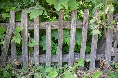 Simple photo background pattern of dozen wooden fence with green bush Stock Photos