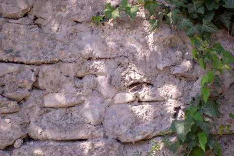 Simple photo background pattern of grey brick wall with green ivy and rose Stock Photos