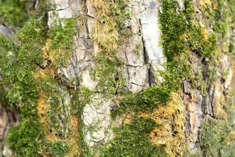 Simple photo background pattern of old barque with green moss Stock Photos