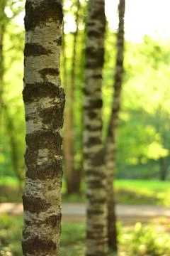 Simple photo background pattern of old tree in forest Stock Photos