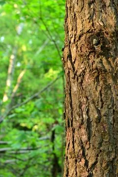 Simple photo background pattern of old tree in forest Stock Photos
