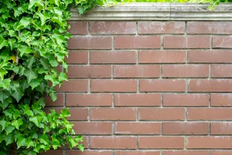Simple photo background pattern of red brick wall with green ivy Stock Photos