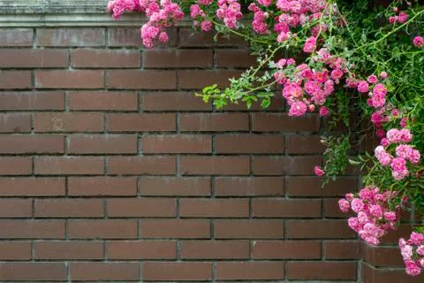Simple photo background pattern of red brick wall with green ivy and rose Stock Photos